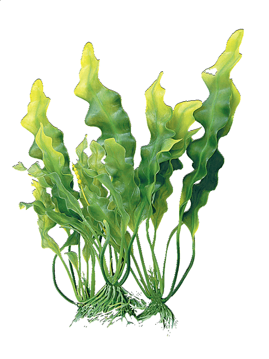 complejo de algas en la crema